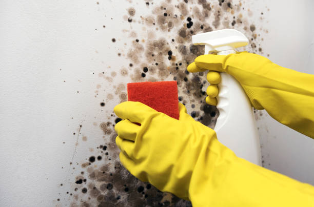 Professional Mold Remediation in Oak Grove, SC